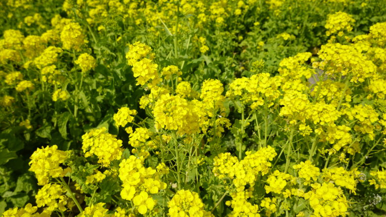 道の駅笠岡ベイファームに咲く１０００本の菜の花たち 旅その２