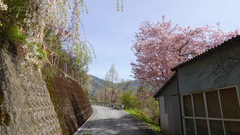 桜が咲く上り道