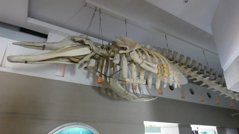ツチクジラの骨格標本
