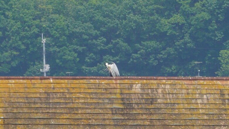 建物の屋根にとまる鳥