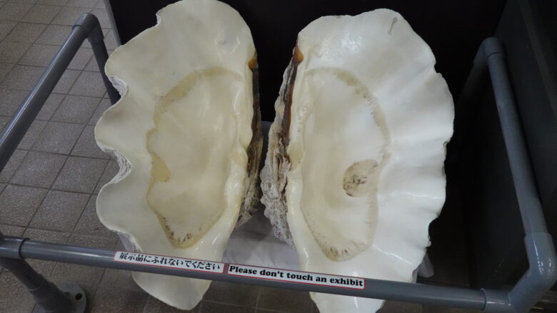 オオシャコガイの貝殻