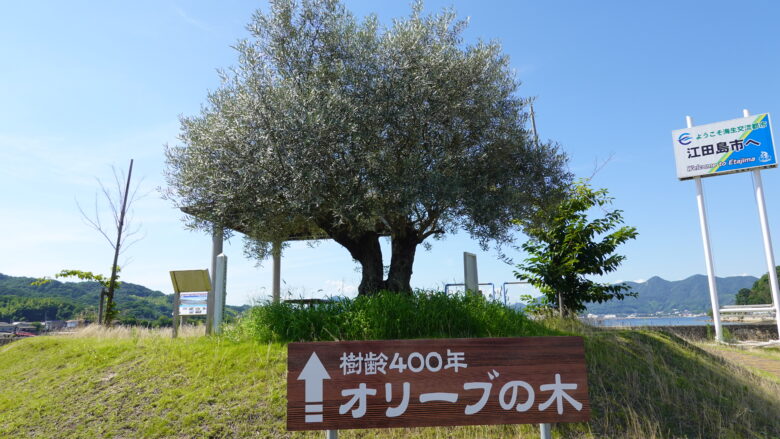 オリーブの木