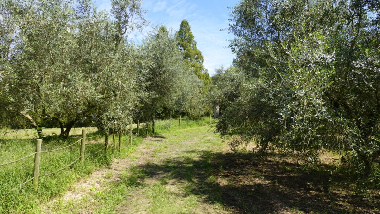 オリーブの木が並ぶ道