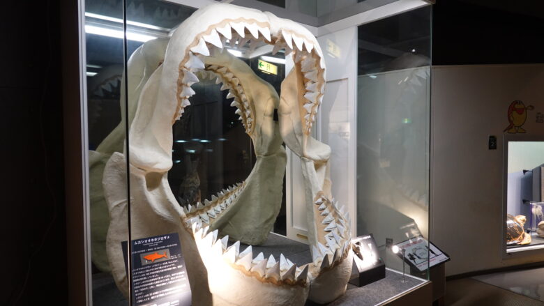 ムカシオオホオジロザメの顎の標本