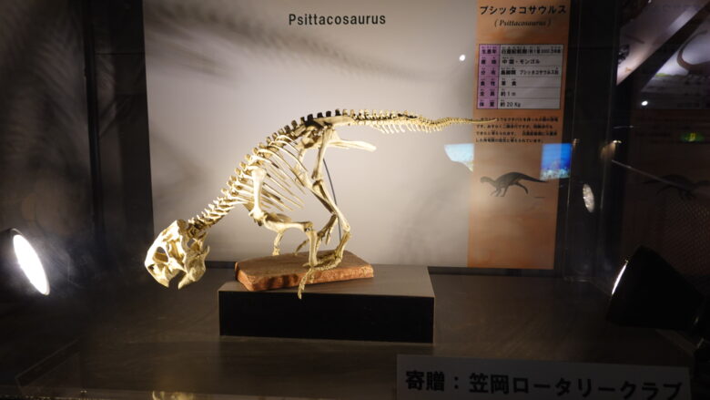 プシッタコサウルスの骨格標本