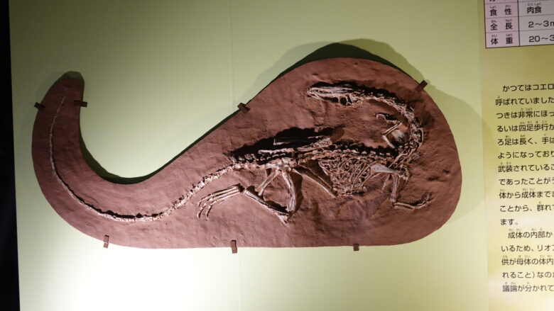 リオアリバサウルスの化石