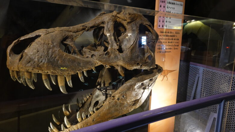 ティラノサウルスの頭部