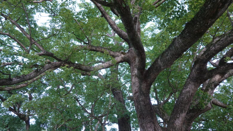 楠の枝