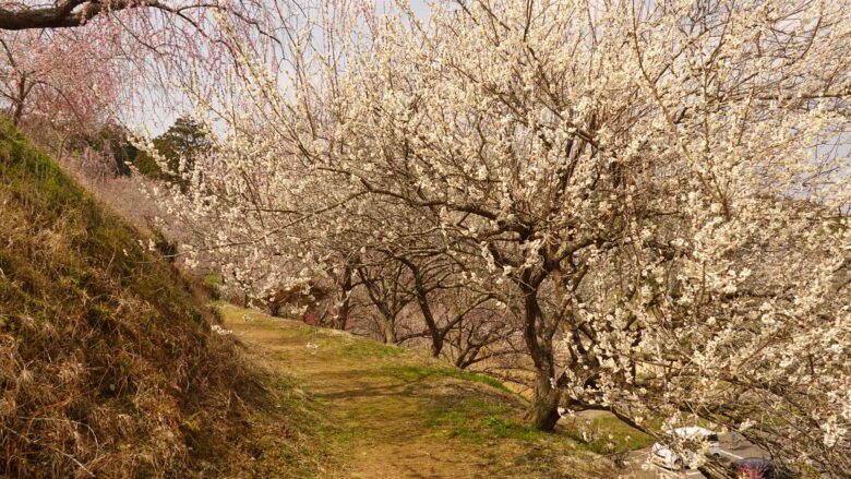 梅の花の遊歩道