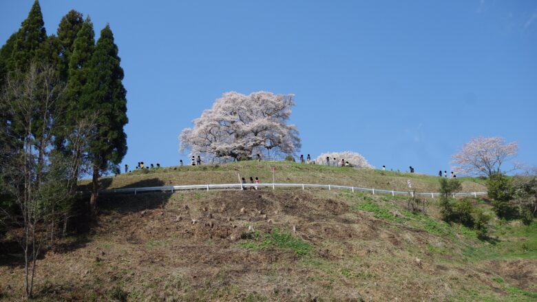 醍醐桜の発見