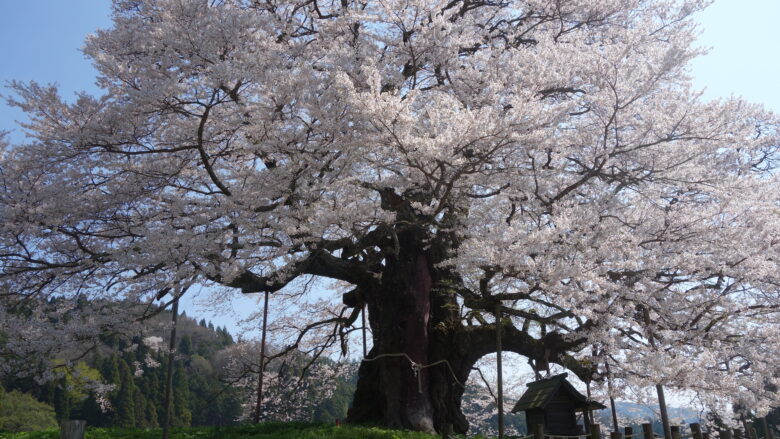 醍醐桜の景色