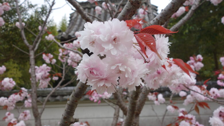 宗堂桜