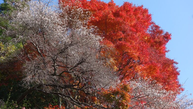 桜と紅葉の共演