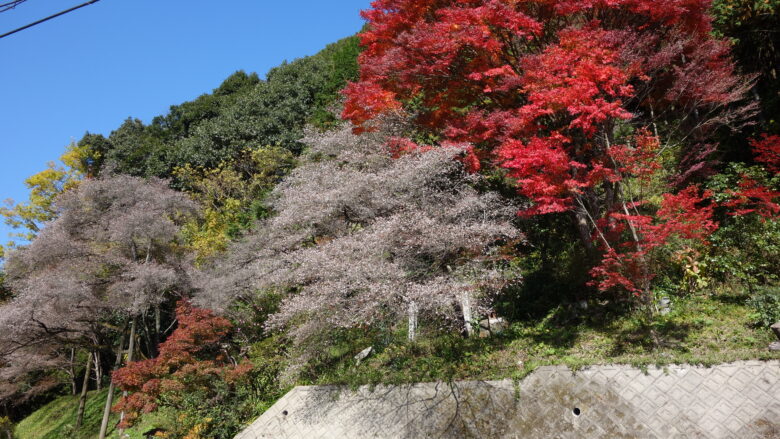 神代四季桜