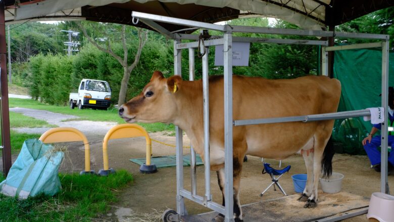 ジャージー牛の乳しぼり体験
