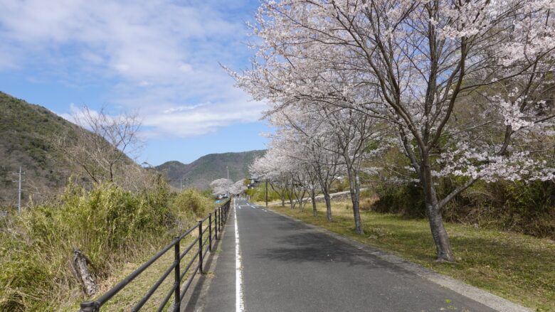 桜が咲いているサイクリングロード