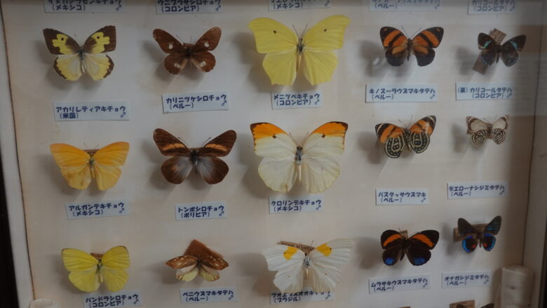 蝶々の標本