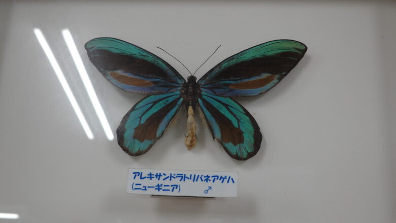 世界最大の蝶々の標本