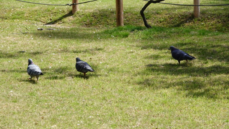 庭園を歩く鳩