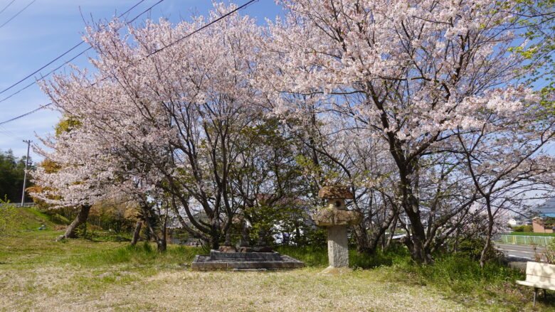 桜と石塔