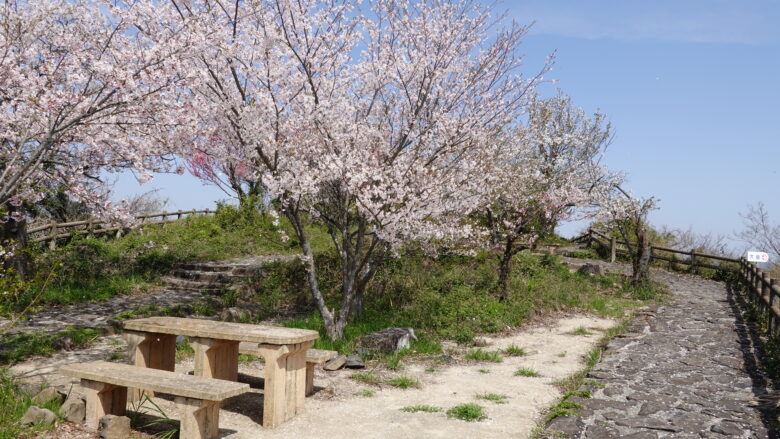 桜が咲き誇る遊歩道