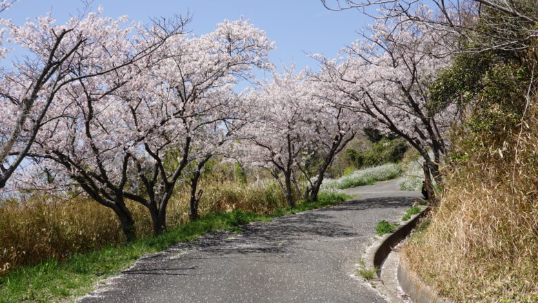 桜並木の景色