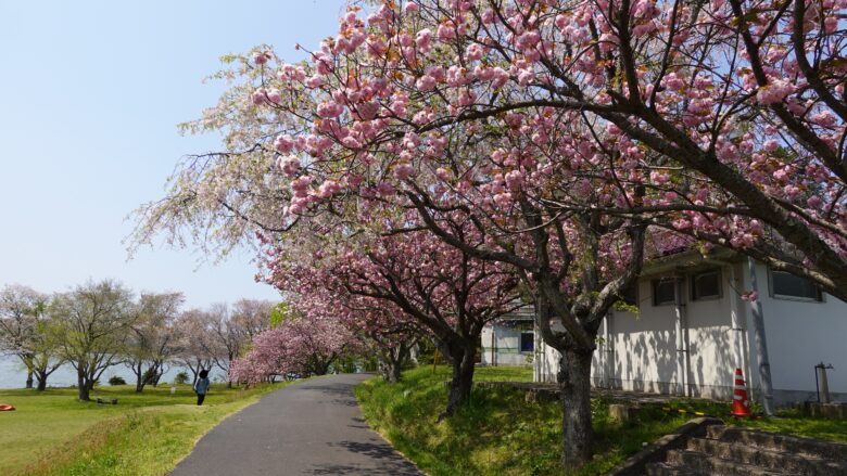 桜の遊歩道