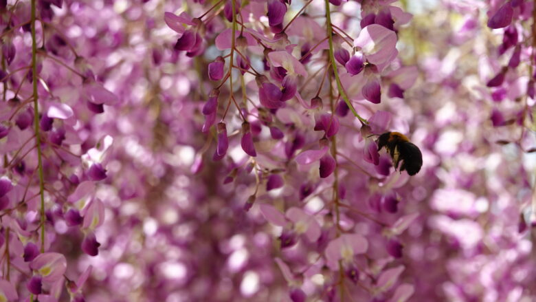藤の花に止まるクマバチ