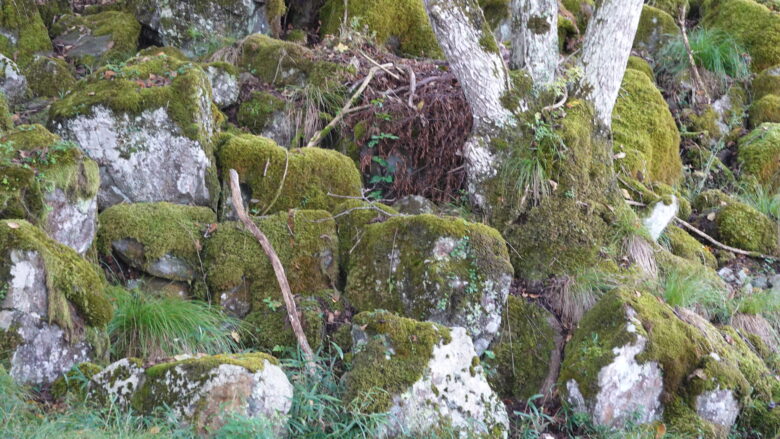 苔の生えた大きな岩石帯