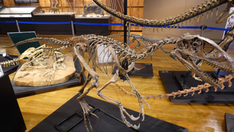 デイノニクスの骨格標本