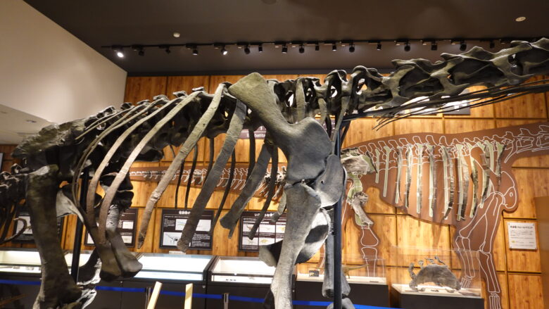 丹波竜の骨格標本（肋骨）