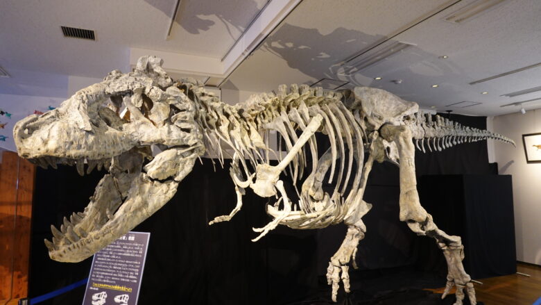 タルボサウルスの骨格標本