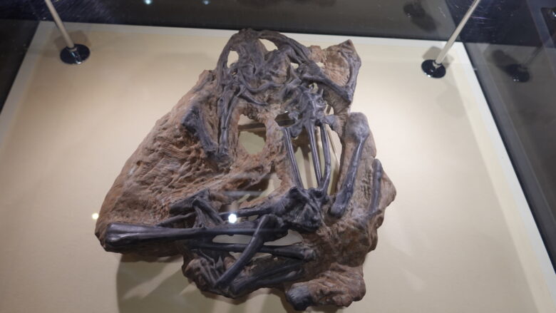 ヒョウゴパトラクス・ワダイの化石