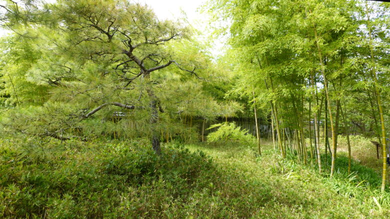 竹林の眺め