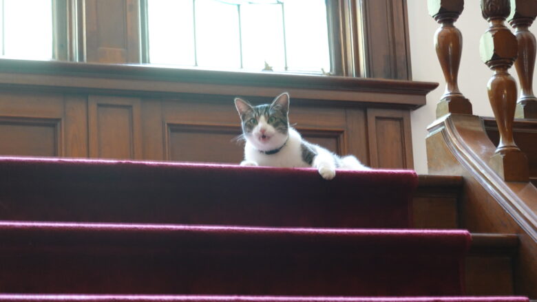 階段に伏せる猫