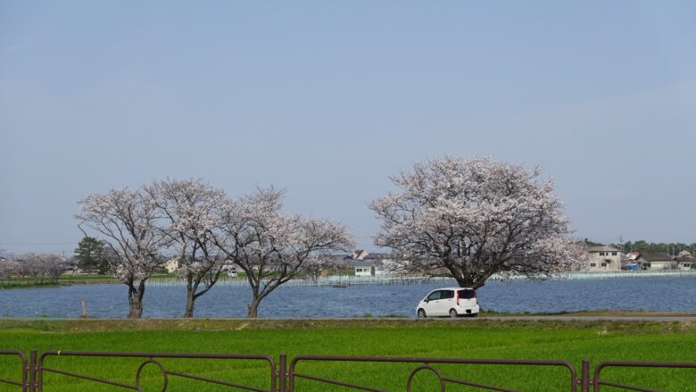 琵琶湖の湖岸