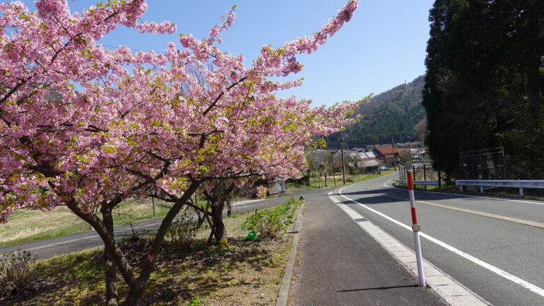 沿岸に桜が咲く道
