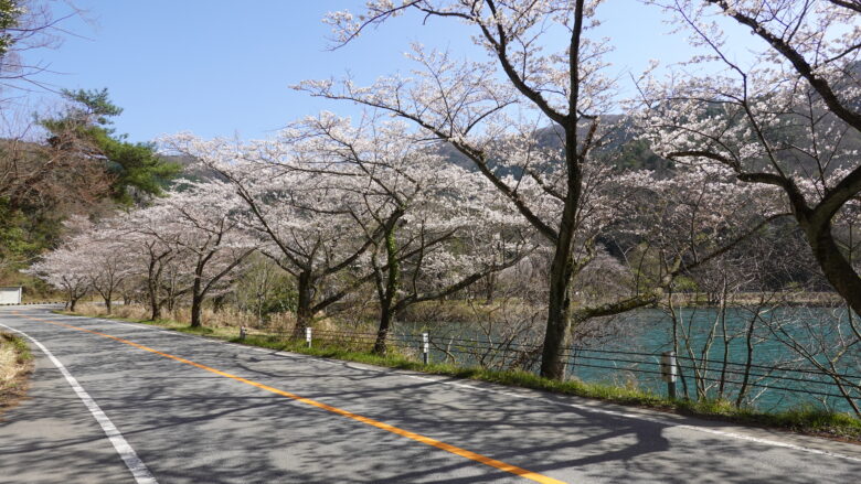 桜の絶景ロード