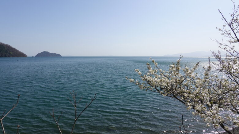 琵琶湖と桜