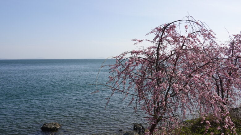 琵琶湖と枝垂れ桜