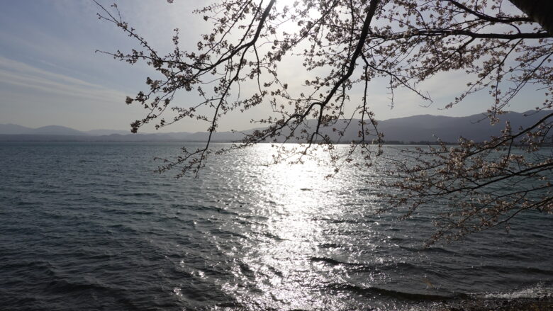 琵琶湖と桜の景色