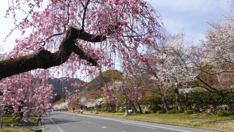 参道脇の桜