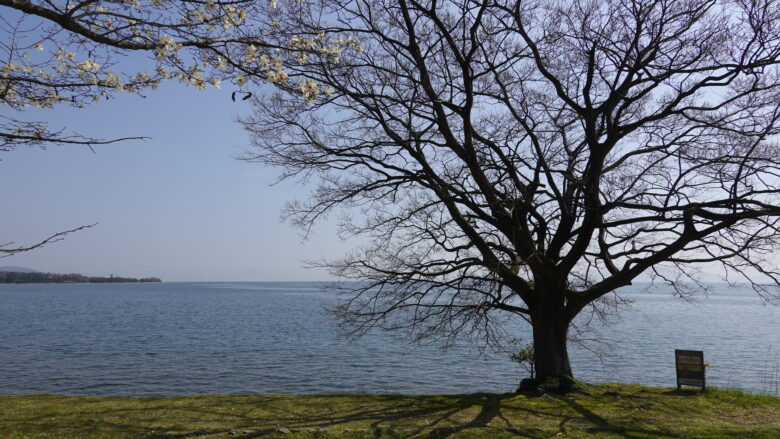琵琶湖と桜のコラボ