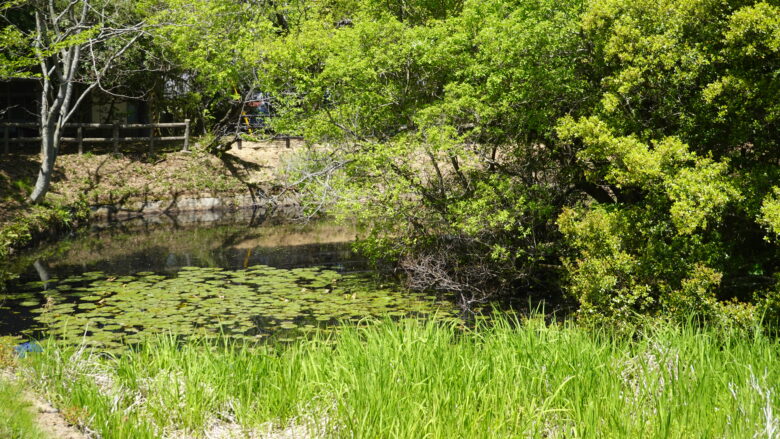 草や水草、藻が生い茂る池