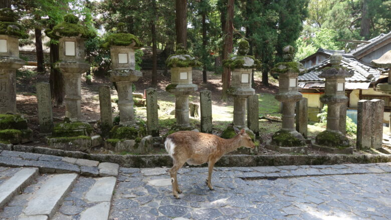 東大寺の境内に鹿を見つける