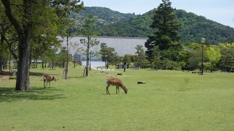 奈良公園の景色