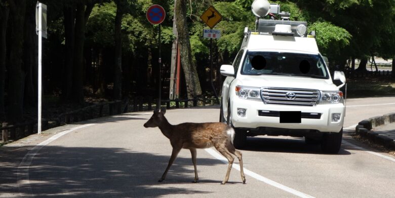 車の前を横切る鹿