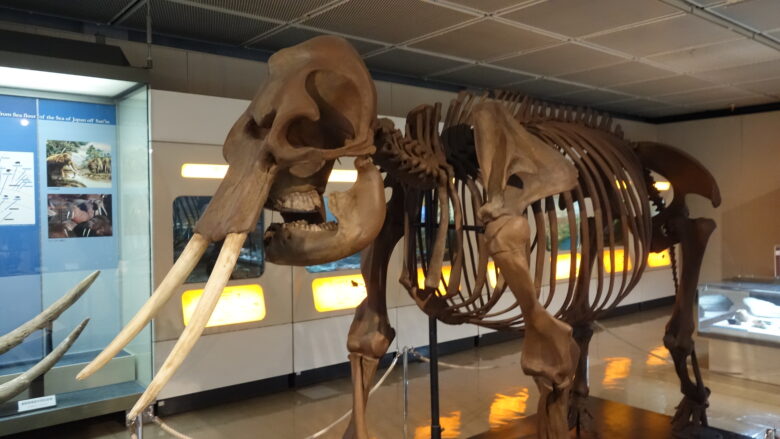 ナウマンゾウの骨格標本