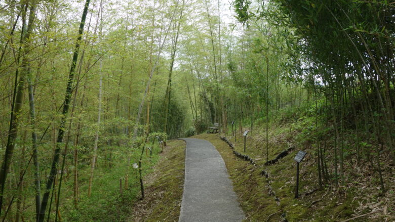 竹林の遊歩道