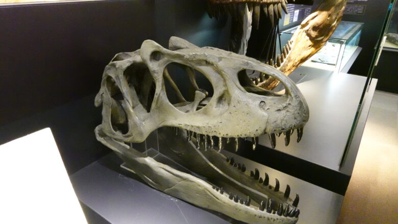 アロサウルスの頭部